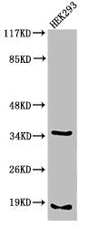 Cleaved-CASP6 (D179) Antibody