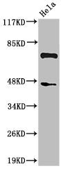 Cleaved-C1S (R437) Antibody