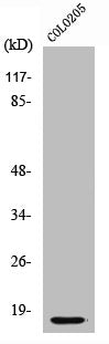 Cleaved-CASP3 (D175) Antibody