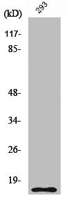 Cleaved-CASP5 (S331) Antibody