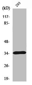 CASP7 Antibody