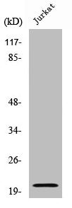 Cleaved-CASP7 (D198) Antibody