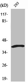DFFA Antibody