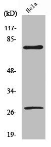 Cleaved-LMNA (D230) Antibody