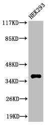 Cleaved-MMP23A (Y79) Antibody