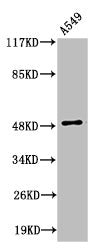 Cleaved-F10 (A41) Antibody