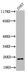 Cleaved-ITGA7 (E959) Antibody