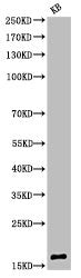 Acetyl-Histone H3 (K9) Antibody
