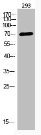 Acetyl-ARNTL (K538) Antibody