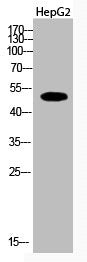 Acetyl-TUBA1A/TUBA1B/TUBA1C (K112) Antibody