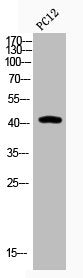 Acetyl-JUN (K271) Antibody