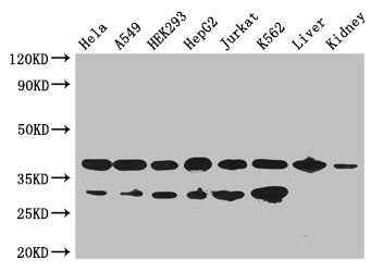 GAPDH Antibody