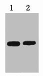His-Tag Antibody