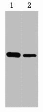 GST-Tag Antibody