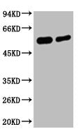 MECP2 Antibody