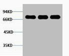 LMNB1 Antibody