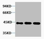 ACTA2 Antibody
