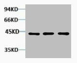 ACTA1 Antibody