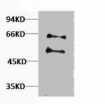 MYC Antibody