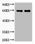 BSA Antibody
