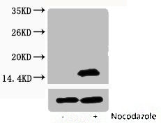 Phospho-Histone H3 (Thr6) Antibody