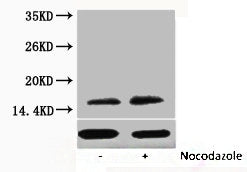 Phospho-Histone H3 (Thr11) Antibody