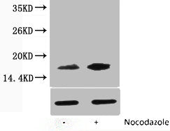 Phospho-Histone H3 (Thr118) Antibody