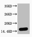 Histone H3 Antibody