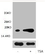 Acetyl-Histone H3 (Lys9) Antibody