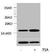 Acetyl-Histone H3 (Lys14) Antibody