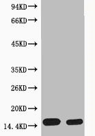 Phospho-Histone H4 (Ser1) Antibody