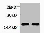 Tri-Methyl-Histone H4 (Lys59) Antibody