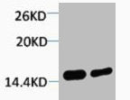 Di-Methyl-Histone H4 (Lys79) Antibody