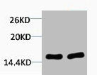 Tri-Methyl-Histone H4 (Lys79) Antibody