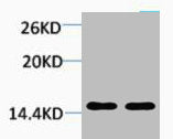 Mono-Methyl-Histone H1 (Lys25) Antibody