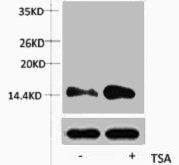 Acetyl-Histone H2A (Lys15) Antibody
