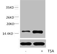 Acetyl-Histone H2A.Z (Lys7) Antibody