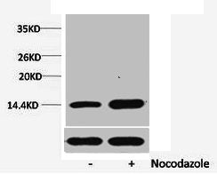 Phospho-Histone H1 (Ser1) Antibody