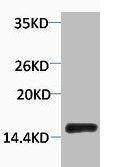 Phospho-Histone H2A.X (Tyr142) Antibody