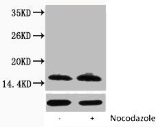 Phospho-Histone H2B (Ser14) Antibody