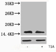 Acetyl-Histone H2A.X (Lys5) Antibody