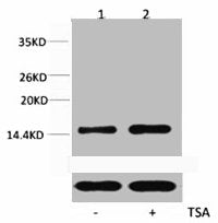 Acetyl-Histone H2B (Lys5) Antibody