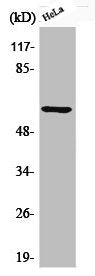 Phospho-AKT1 (S246) Antibody