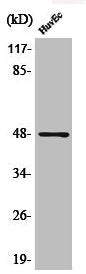 Phospho-JUN/JUND (S73/100) Antibody
