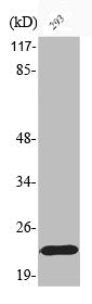Phospho-BAD (S155) Antibody