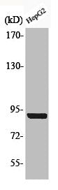 Phospho-CANX (S583) Antibody