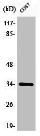 Phospho-CDK1 (Y15) Antibody