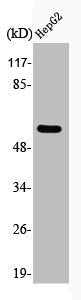 Phospho-CCNB1 (S126) Antibody