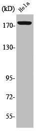 Phospho-ERBB2IP (Y1104) Antibody