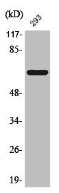 Phospho-ESR1 (S104) Antibody
